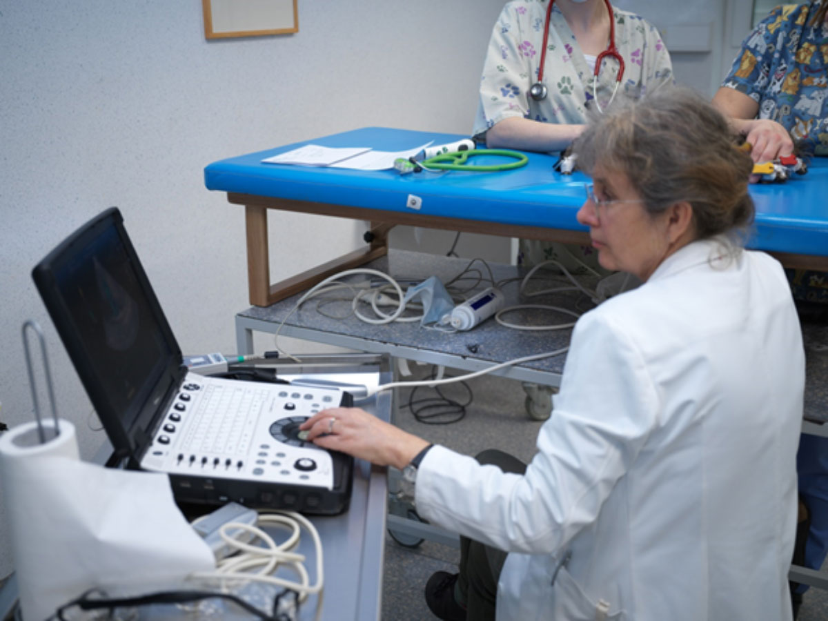 prof. dr. Aleksandra Domanjko Petrič